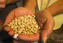 Caficultur Buenavista