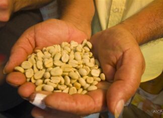 Caficultur Buenavista