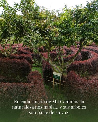 laberinto-mil-caminos-15 - Hoteles en el Quindío Eje Cafetero, Alojamientos, Alquiler de fincas